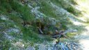 petit_cordoeil_juillet_2016_013.JPG