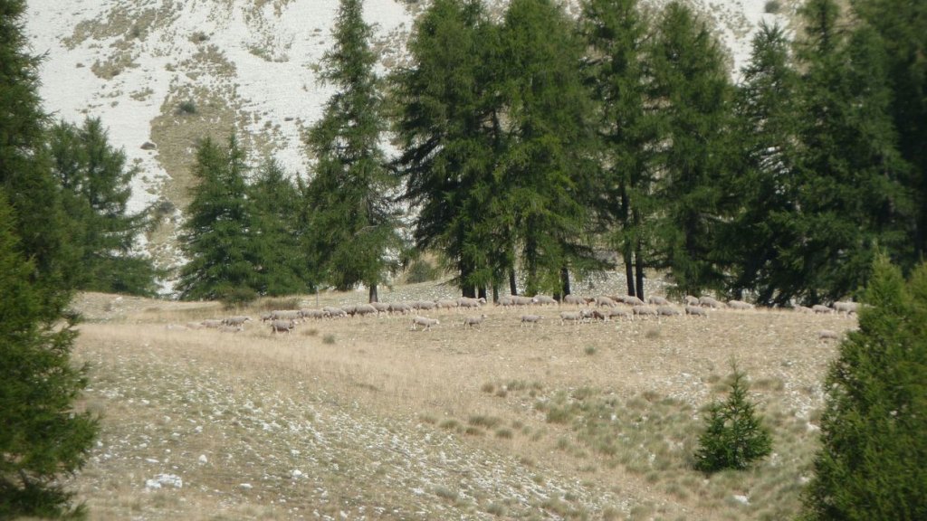 cheval_blanc_aout_2015_137.JPG