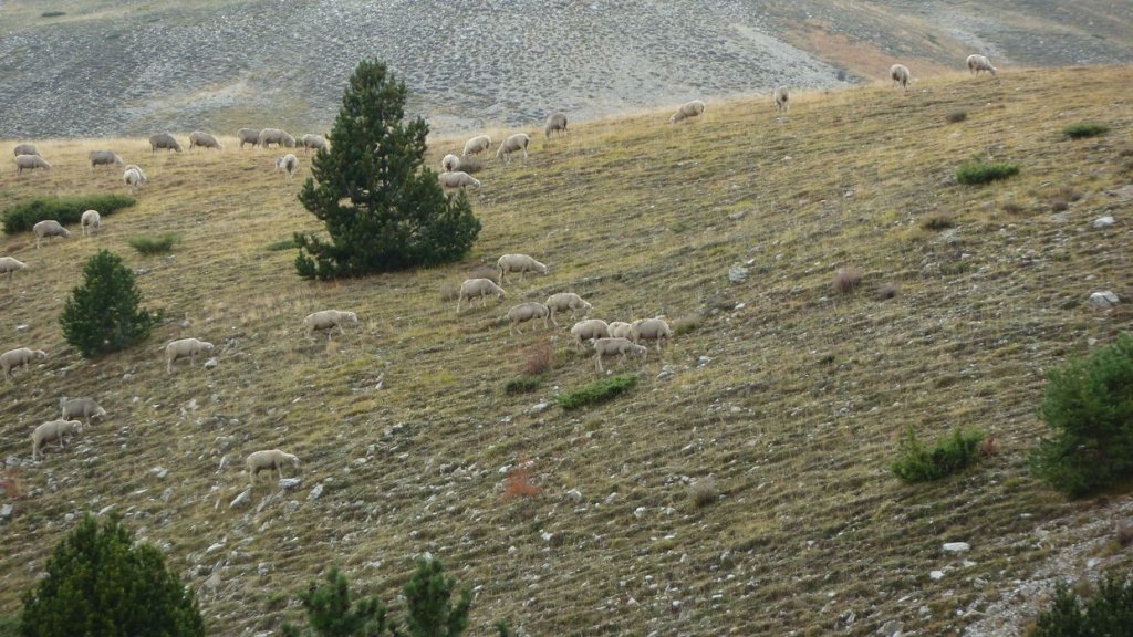 cab_lachen_2013_080.jpg