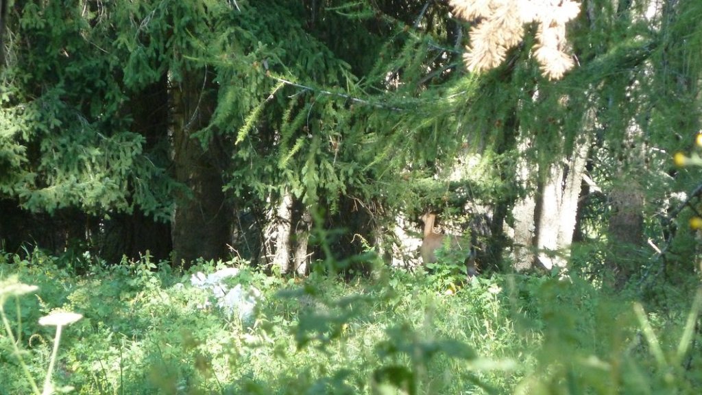 cabanes__de_congerman_aout_2012_076.jpg