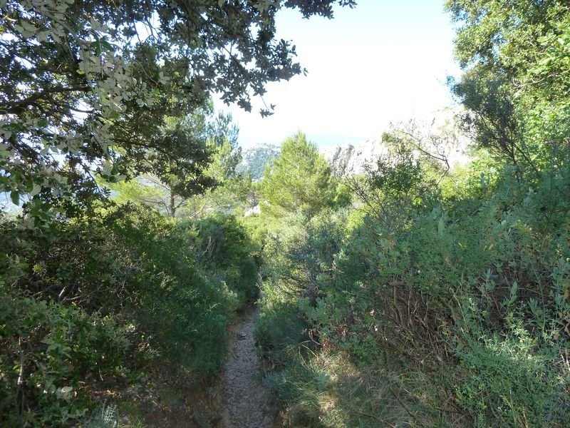 caume_baou_juin_2011_014.JPG