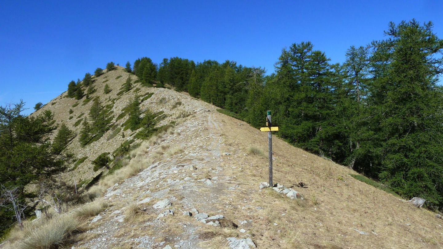 couguyon_2017_247.JPG