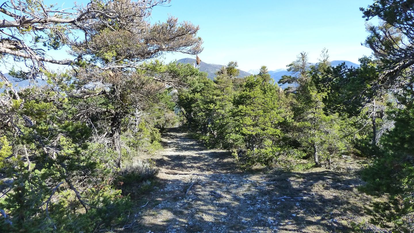 courchons-morietz_avr_2017_041.JPG
