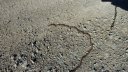 courchons-morietz_avr_2017_025.JPG