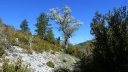 courchons-morietz_avr_2017_061.JPG