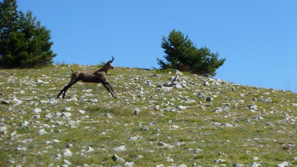 courradour_aout_2014_230.jpg