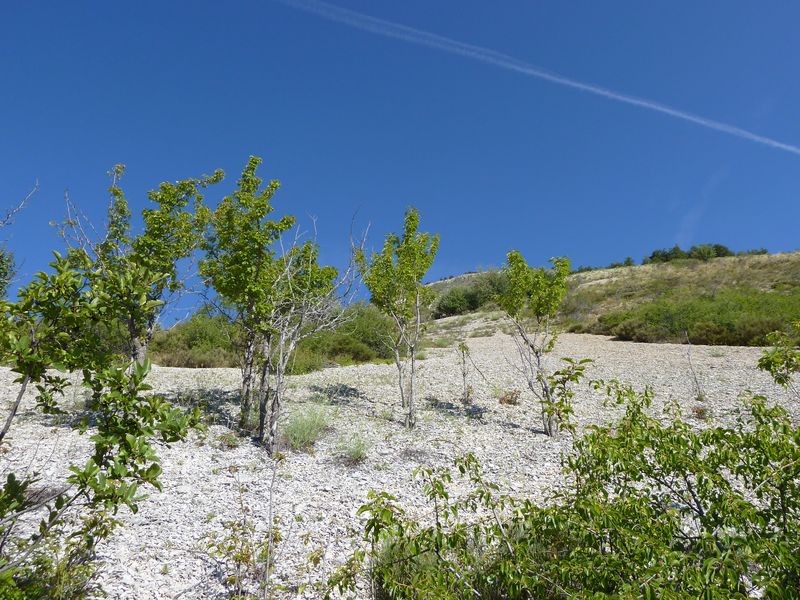 font_blanche_2011_047.jpg