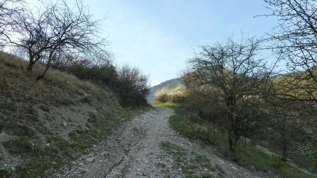 foret_dom_des_barres_avril_2013_026.jpg