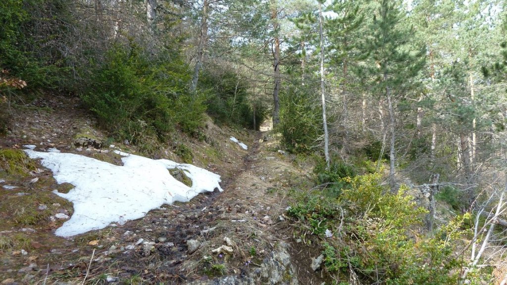foret_dom_des_barres_avril_2013_098.jpg