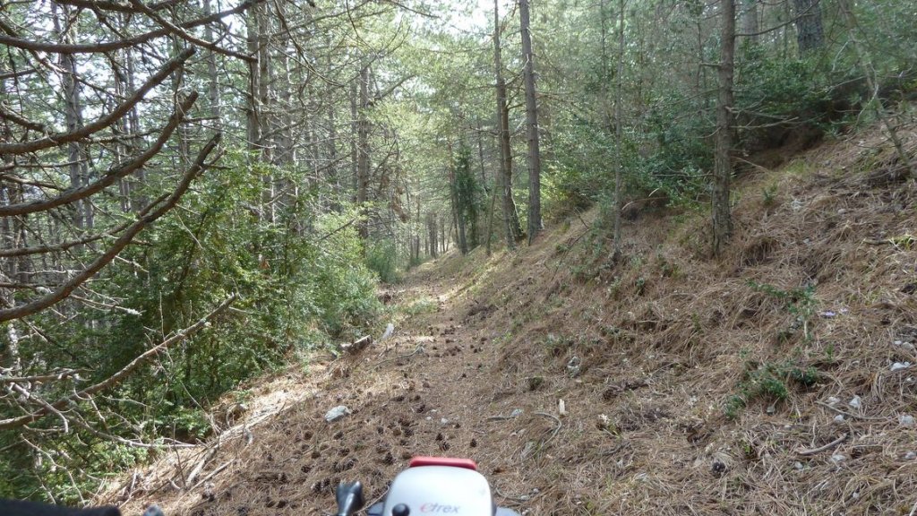 foret_dom_des_barres_avril_2013_102.jpg
