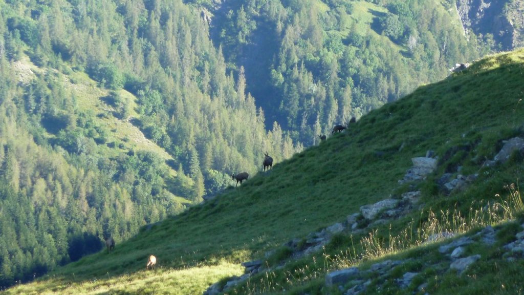 grand_cheval_de_bois_juillet_2016_021.JPG