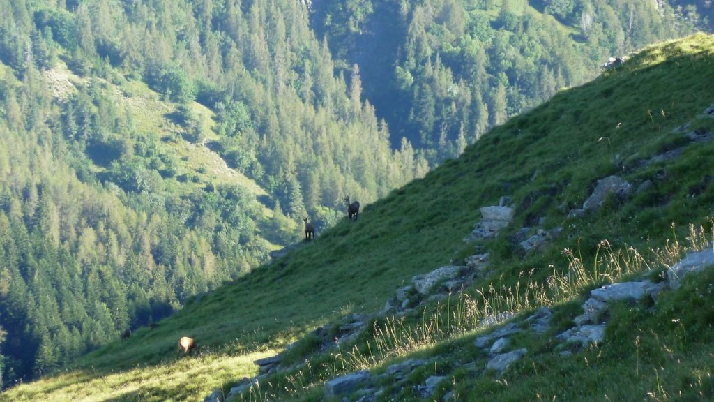 grand_cheval_de_bois_juillet_2016_023.JPG