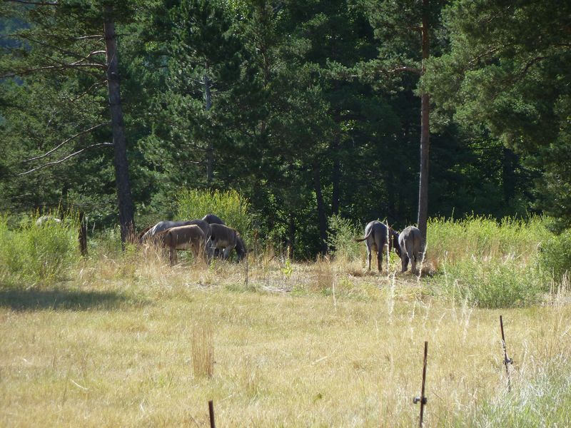 la_batie_2011_043.jpg