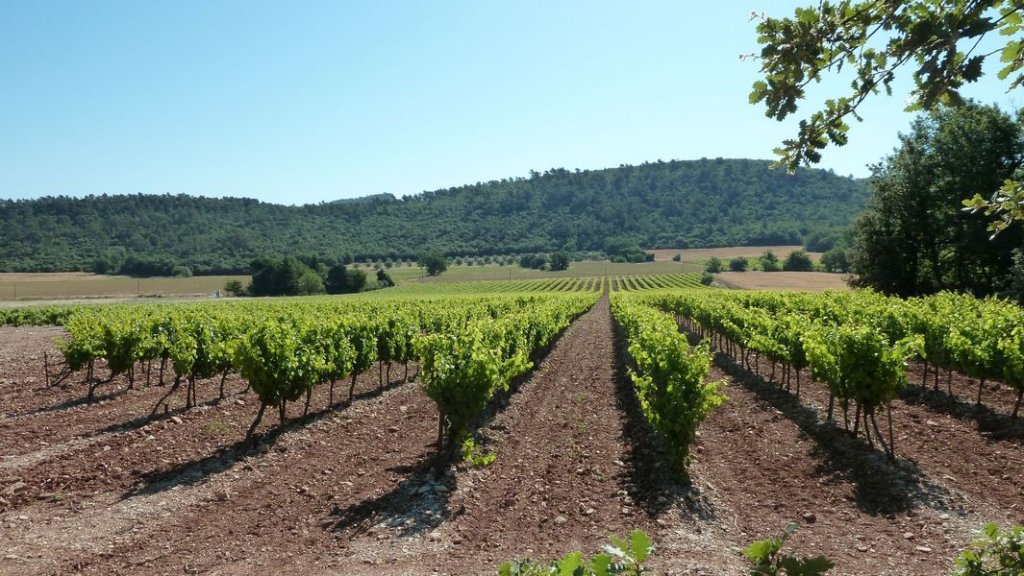 le_castellas_juin_2012_064.jpg