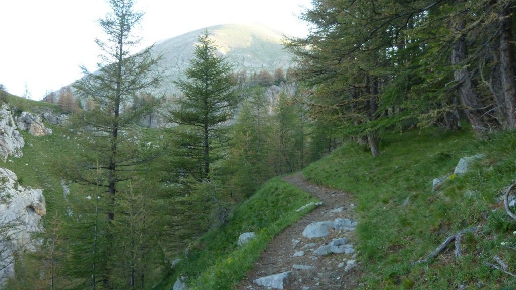 cimet_juillet_2016_007.JPG