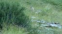lignin_juillet_2016_025.JPG