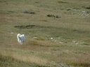 maurel_2011_021.jpg