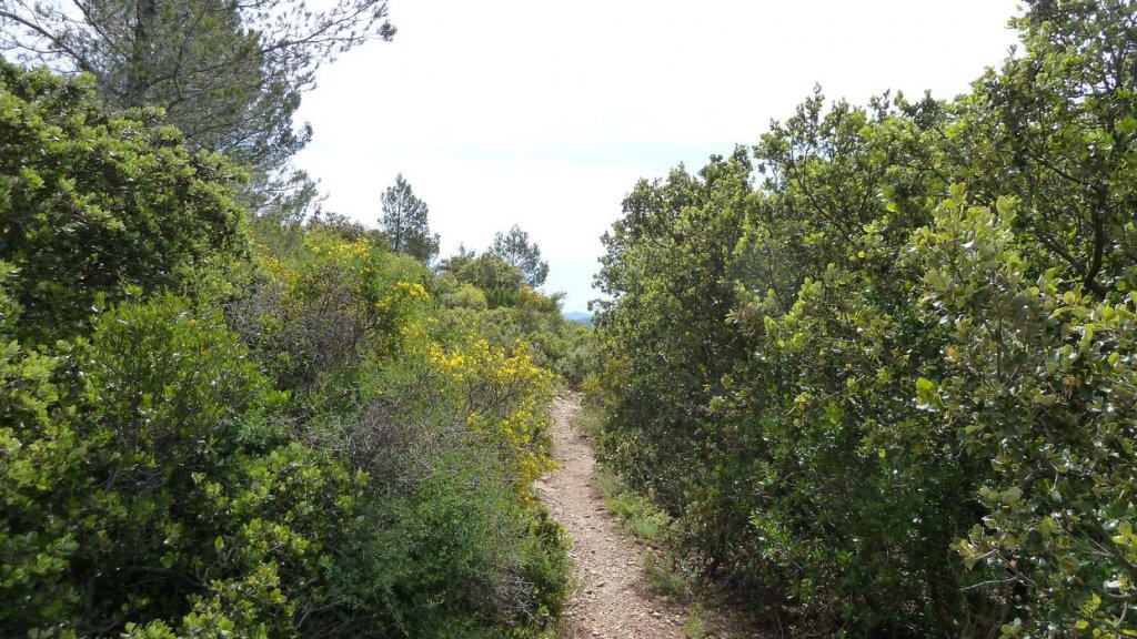 mont_caume_juin_2013_072.jpg