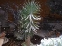 neige_toulon_fev_2012_012.jpg