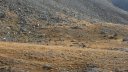 pelat_2017_38.JPG