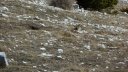 plaine_de_jassaud_avril_2016_031.JPG