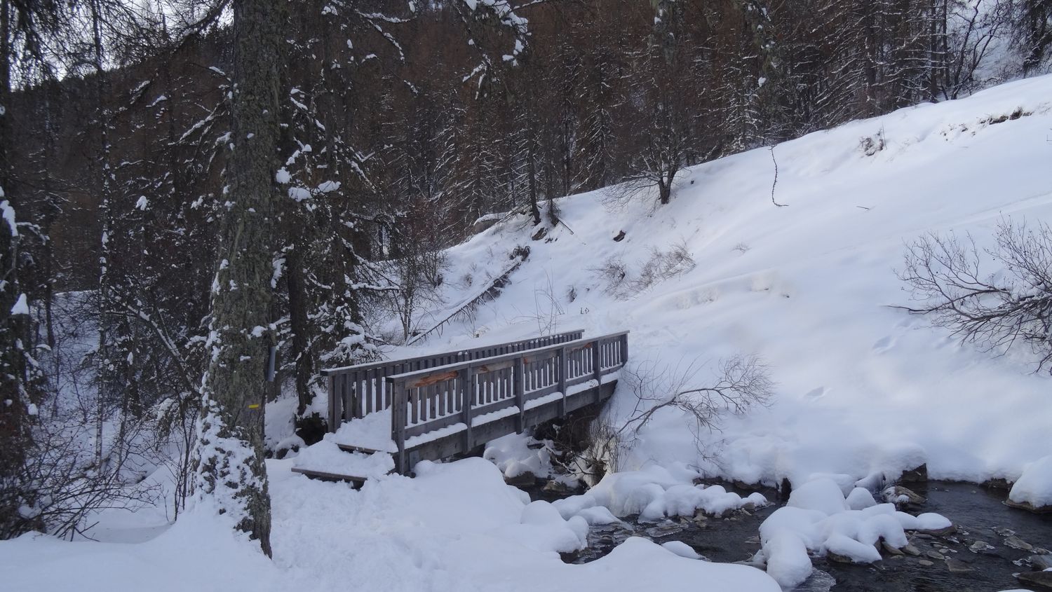 mlouise_dec_2020_012.JPG