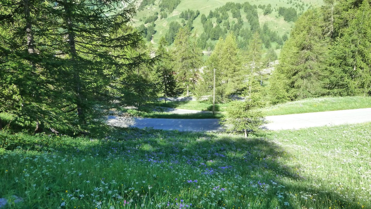 ravin_des_pres_boucheiranc_juin_2017_08.JPG