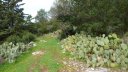 siou_blanc_avril_2018_053.JPG