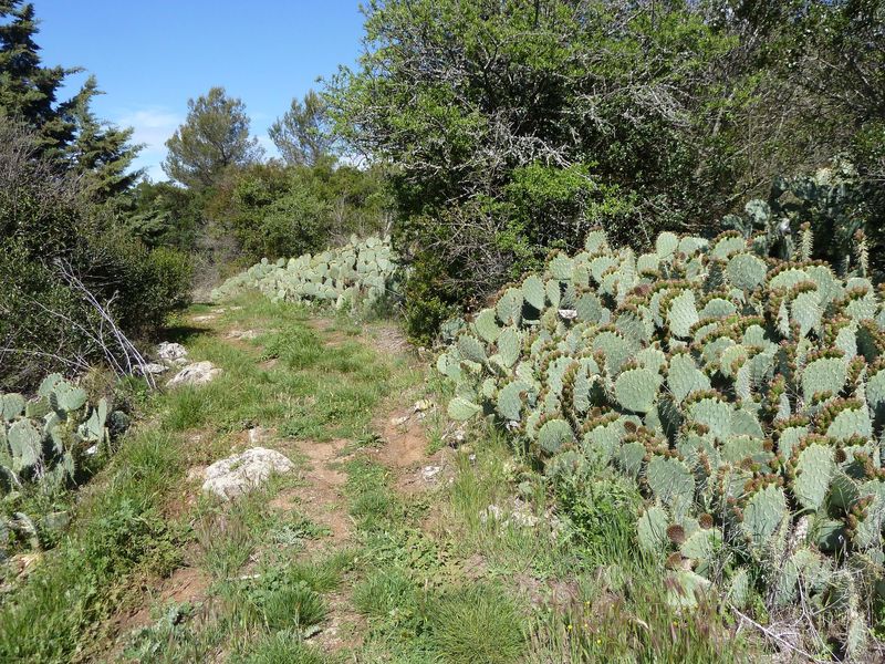 siou_blanc_mai_2012_060.jpg