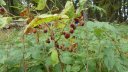 sommet_seoune_aout_2012_062.jpg