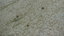 trou_de_laigle_juin_2017_45.JPG