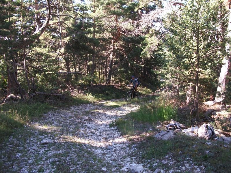 petit_cordoeil_antenne_19.jpg