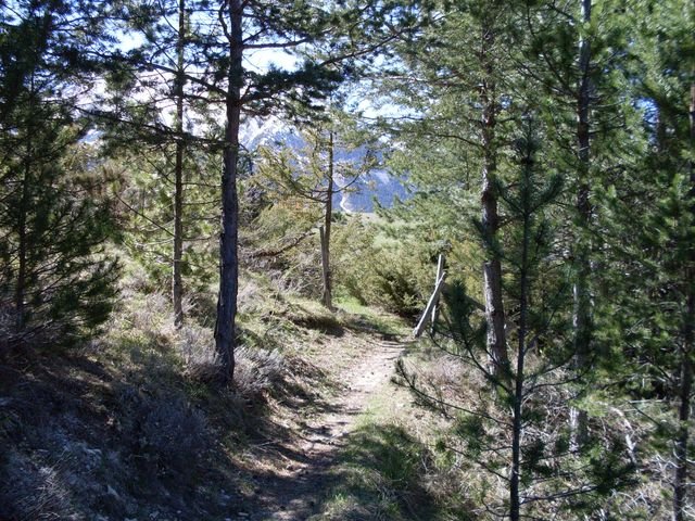 piegut_26.jpg